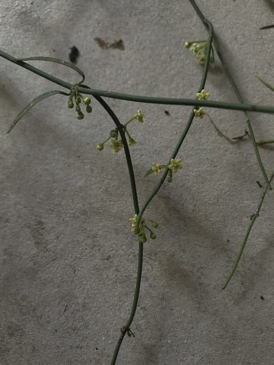 Orthosia stenophylla, photographed by Nicolás Baresch Uribe