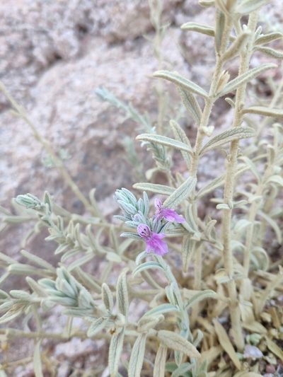 Stachys aegyptiaca, photographed by Denys Vynokurov