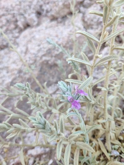 Stachys aegyptiaca, photographed by Denys Vynokurov