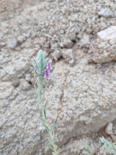 Stachys aegyptiaca, photographed by Denys Vynokurov