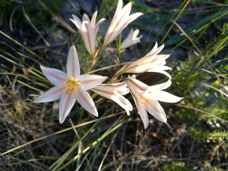 Cyrtanthus loddigesianus, photographed by chrishorak