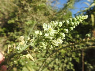Stellarioides longebracteata, photographed by Matthew Fainman
