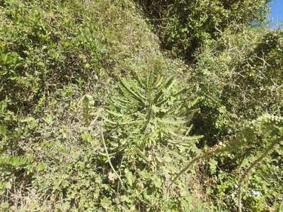 Euphorbia triangularis, photographed by Matthew Fainman