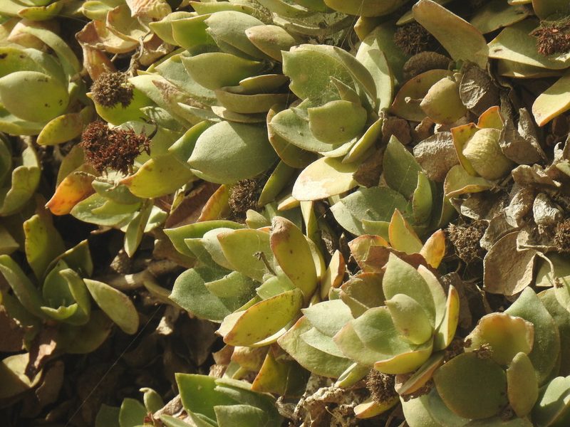 Crassula lactea, photographed by Matthew Fainman