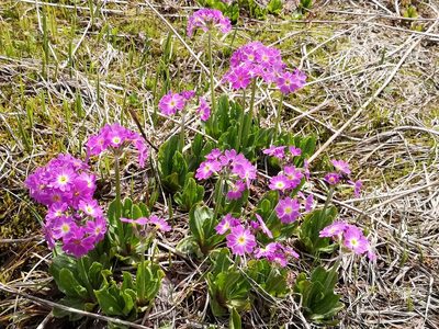 Primula auriculata, photographed by Todd Boland