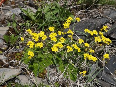 Draba bryoides, photographed by Todd Boland