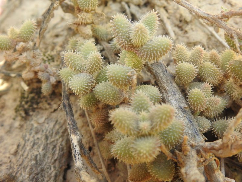Delosperma echinatum, photographed by Matthew Fainman