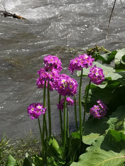 Primula auriculata, photographed by Todd Boland