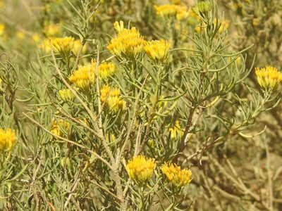 Pteronia paniculata, photographed by Matthew Fainman