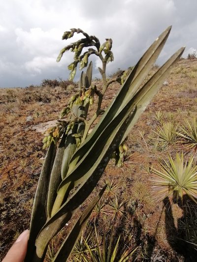 Epidendrum bogotense, photographed by GERMAN LEONEL SARMIENTO CRUZ
