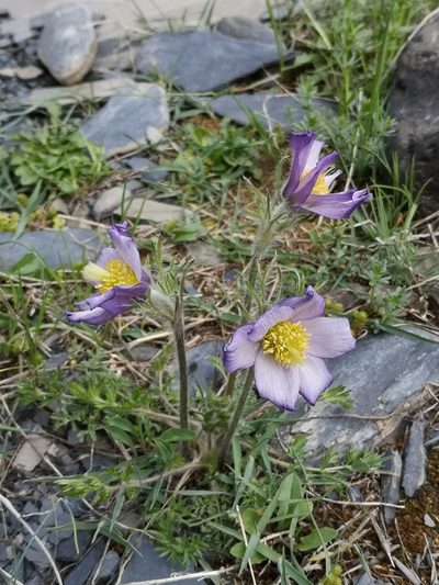 Pulsatilla violacea, photographed by Todd Boland