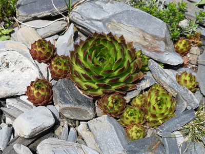 Sempervivum caucasicum, photographed by Todd Boland