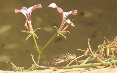 Pelargonium tetragonum, photographed by Matthew Fainman