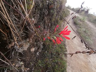 Castilleja integrifolia, photographed by GERMAN LEONEL SARMIENTO CRUZ