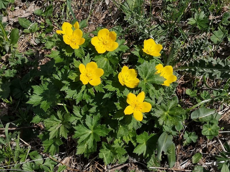 Trollius ranunculinus, photographed by Todd Boland