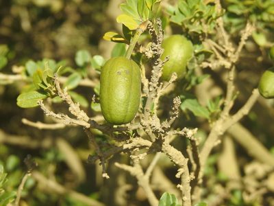 Maerua afra, photographed by Matthew Fainman