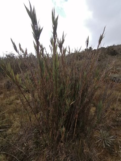 Chusquea tessellata, photographed by GERMAN LEONEL SARMIENTO CRUZ