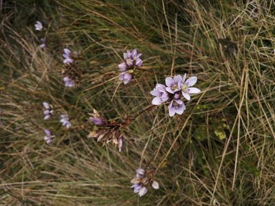Gentianella corymbosa, photographed by GERMAN LEONEL SARMIENTO CRUZ