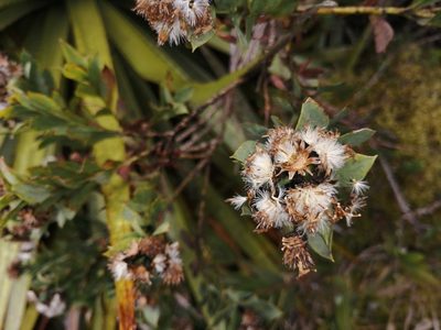 Pentacalia vaccinioides, photographed by GERMAN LEONEL SARMIENTO CRUZ