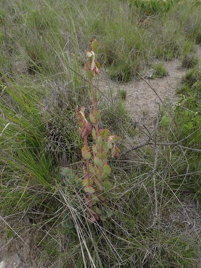 Kalanchoe laxiflora, photographed by Julien Renoult