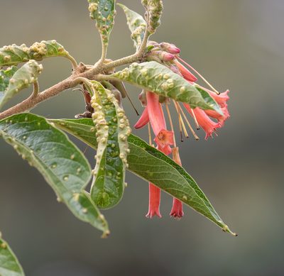 Iochroma fuchsioides, photographed by Cullen Hanks
