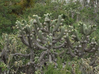 Austrocylindropuntia cylindrica, photographed by Julien Renoult