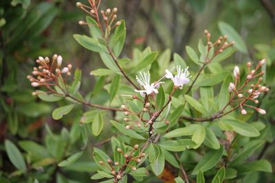 Bejaria aestuans, photographed by Ramon and Suzanne Vargas