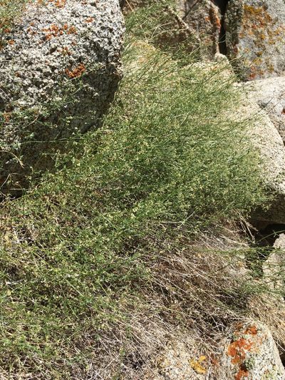 Trichogalium matthewsii, photographed by Martin Purdy