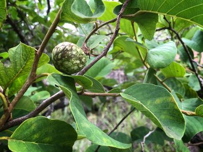 Annona senegalensis, photographed by Ronald Olivier