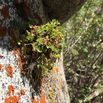 Potentilla saxosa, photographed by Martin Purdy