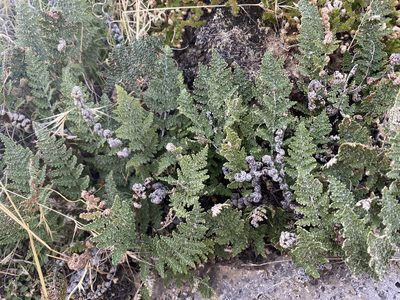Myriopteris yavapensis, photographed by Ethan Wright