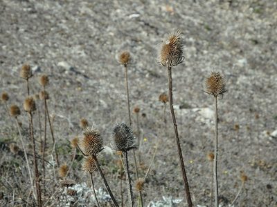 Dipsacus comosus, photographed by Duarte Frade