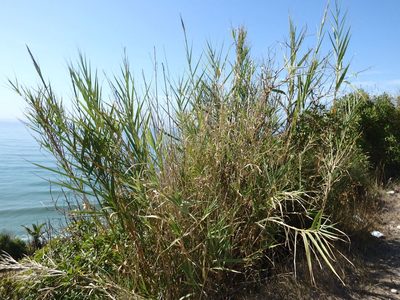 Arundo micrantha, photographed by Duarte Frade