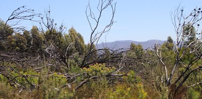 Leucadendron daphnoides, photographed by Tony Rebelo