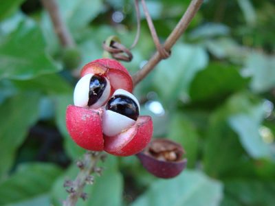 Paullinia pinnata, photographed by Alexis López Hernández