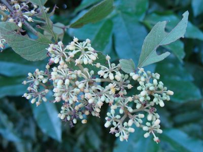 Cissus microcarpa, photographed by Alexis López Hernández