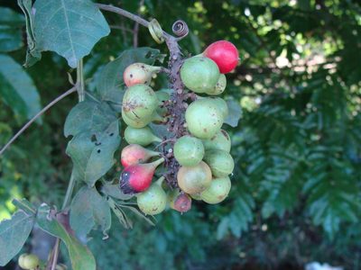 Paullinia pinnata, photographed by Alexis López Hernández
