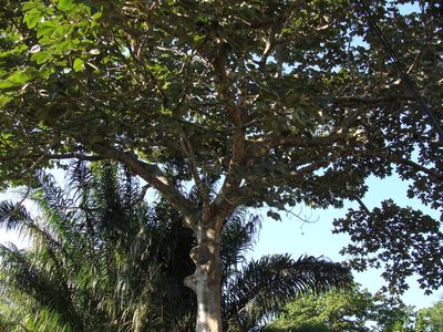 Sterculia apetala, photographed by Alexis López Hernández