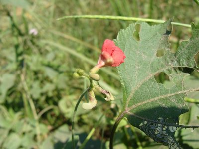 Macroptilium gracile, photographed by Alexis López Hernández