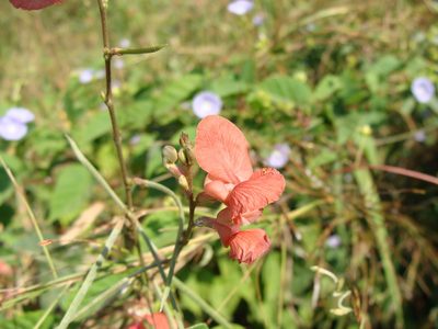 Macroptilium gracile, photographed by Alexis López Hernández