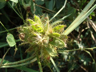 Mimosa albida, photographed by Alexis López Hernández