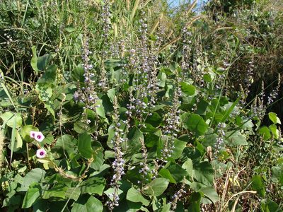 Calopogonium caeruleum, photographed by Alexis López Hernández
