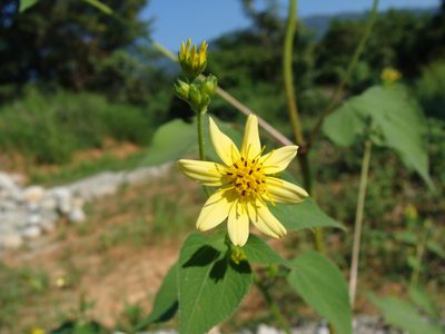 Baltimora recta, photographed by Alexis López Hernández