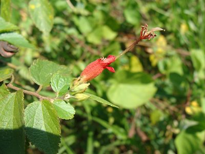 Helicteres guazumifolia, photographed by Alexis López Hernández