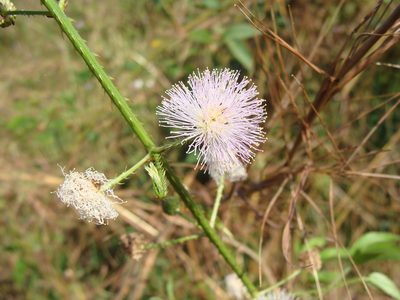 Mimosa albida, photographed by Alexis López Hernández