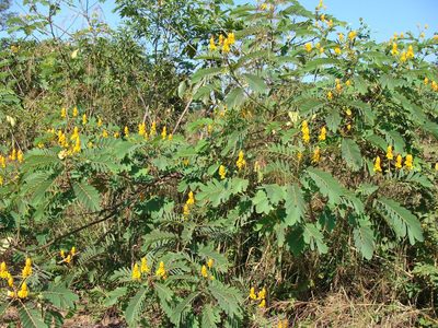 Senna reticulata, photographed by Alexis López Hernández