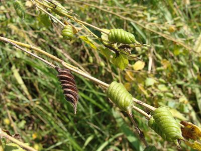 Helicteres guazumifolia, photographed by Alexis López Hernández
