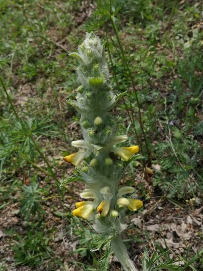 Phlomoides laciniata, photographed by Todd Boland
