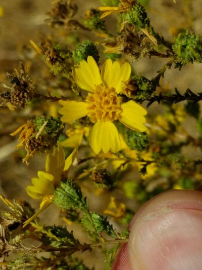 Holocarpha obconica, photographed by Ken-ichi Ueda