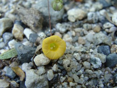 Ipomoea minutiflora, photographed by Alexis López Hernández